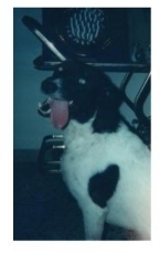 TIM, THE WONDER DOG!